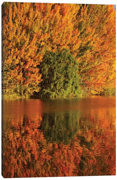 Autumn reflections in Kellands Pond, South Canterbury, South Island, New Zealand I Canvas Art Print - New Zealand Art