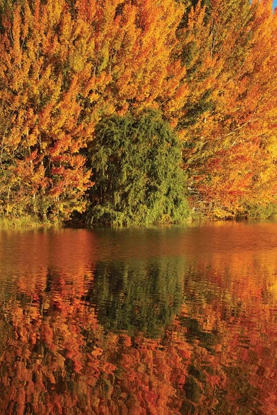 New Zealand: Autumn Reflections In Kellands Pond I, South Canterbury, South Island, New Zealand by David Wall