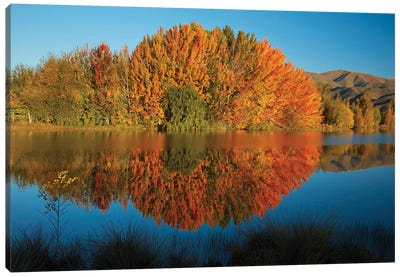 Autumn reflections in Kellands Pond, South Canterbury, South Island, New Zealand II Canvas Art Print - Pond Art