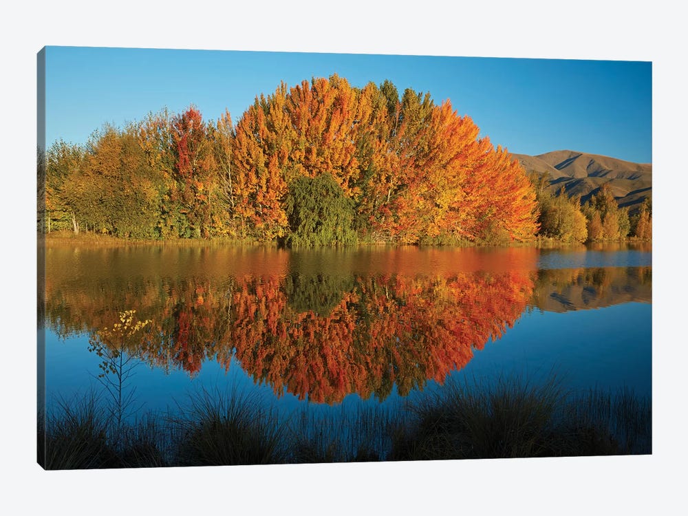 Autumn reflections in Kellands Pond, South Canterbury, South Island, New Zealand II by David Wall 1-piece Canvas Artwork