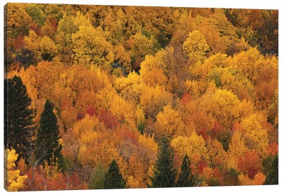 Autumn colors, Arrowtown, near Queenstown, Otago, South Island, New Zealand Canvas Art Print