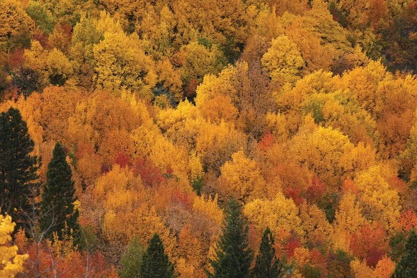 David Wall: Autumn colors, Arrowtown, near Queenstown, Otago, South Island, New Zealand by David Wall