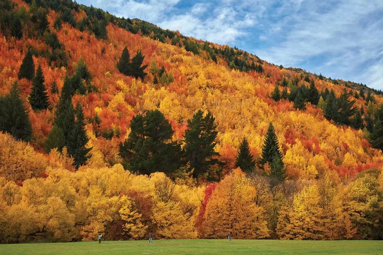 Autumn trees and Wilcox Green, Arrowtown, near Queenstown, Otago, South Island, New Zealand