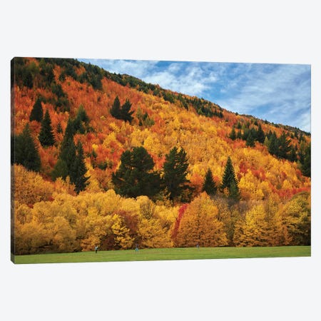 Autumn trees and Wilcox Green, Arrowtown, near Queenstown, Otago, South Island, New Zealand Canvas Print #DWA16} by David Wall Canvas Wall Art