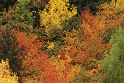 Autumn Trees I, Arrowtown, Near Queenstown, Otago, South Island, New Zealand by David Wall acrylic art print