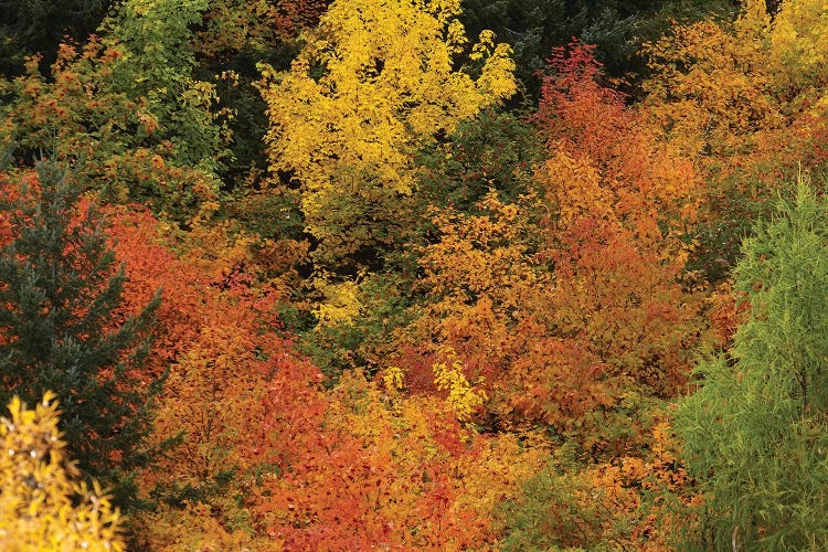 Autumn Trees I, Arrowtown, Near Queenstown, Otago, South Island, New Zealand