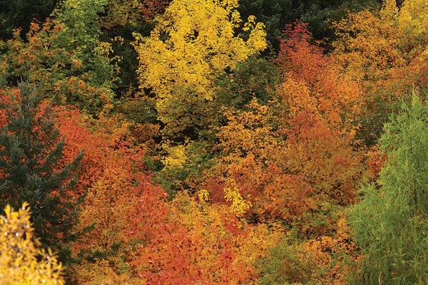 David Wall: Autumn Trees I, Arrowtown, Near Queenstown, Otago, South Island, New Zealand by David Wall
