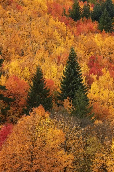 David Wall: Autumn Trees II, Arrowtown, Near Queenstown, Otago, South Island, New Zealand by David Wall