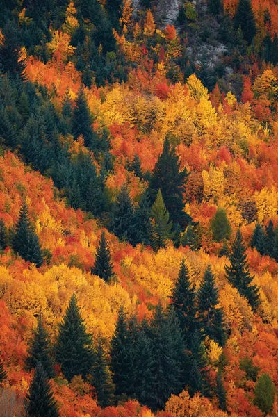 David Wall: Autumn Trees III, Arrowtown, Near Queenstown, Otago, South Island, New Zealand by David Wall
