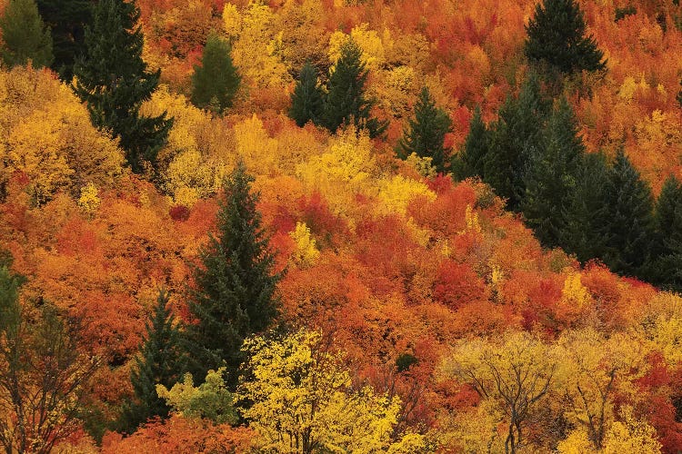 Autumn trees, Arrowtown, near Queenstown, Otago, South Island, New Zealand