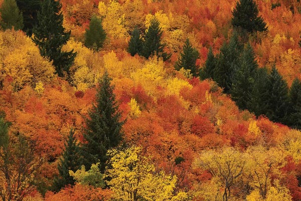 David Wall: Autumn Trees IV, Arrowtown, Near Queenstown, Otago, South Island, New Zealand by David Wall