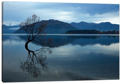 Clouds and 'That Wanaka Tree' reflected in Lake Wanaka, Otago, South Island, New Zealand Canvas Art Print
