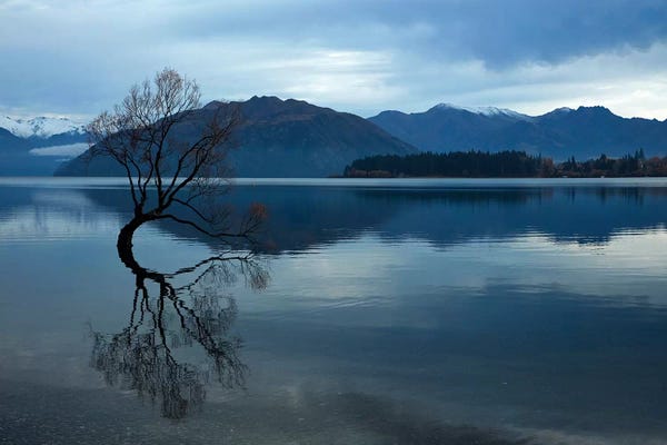 David Wall: Clouds and 'That Wanaka Tree' reflected in Lake Wanaka, Otago, South Island, New Zealand by David Wall