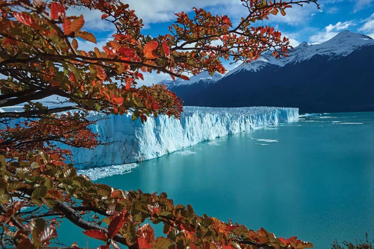 Perito Moreno Glacier and lenga trees in autumn, Parque Nacional Los Glaciares, Patagonia by David Wall wall art