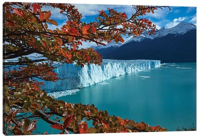 Perito Moreno Glacier and lenga trees in autumn, Parque Nacional Los Glaciares, Patagonia Canvas Art Print