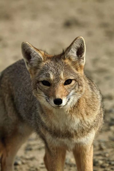 South American gray fox (Lycalopex griseus), Patagonia, Argentina by David Wall acrylic art print