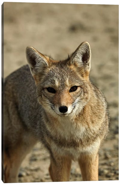 South American gray fox (Lycalopex griseus), Patagonia, Argentina Canvas Art Print