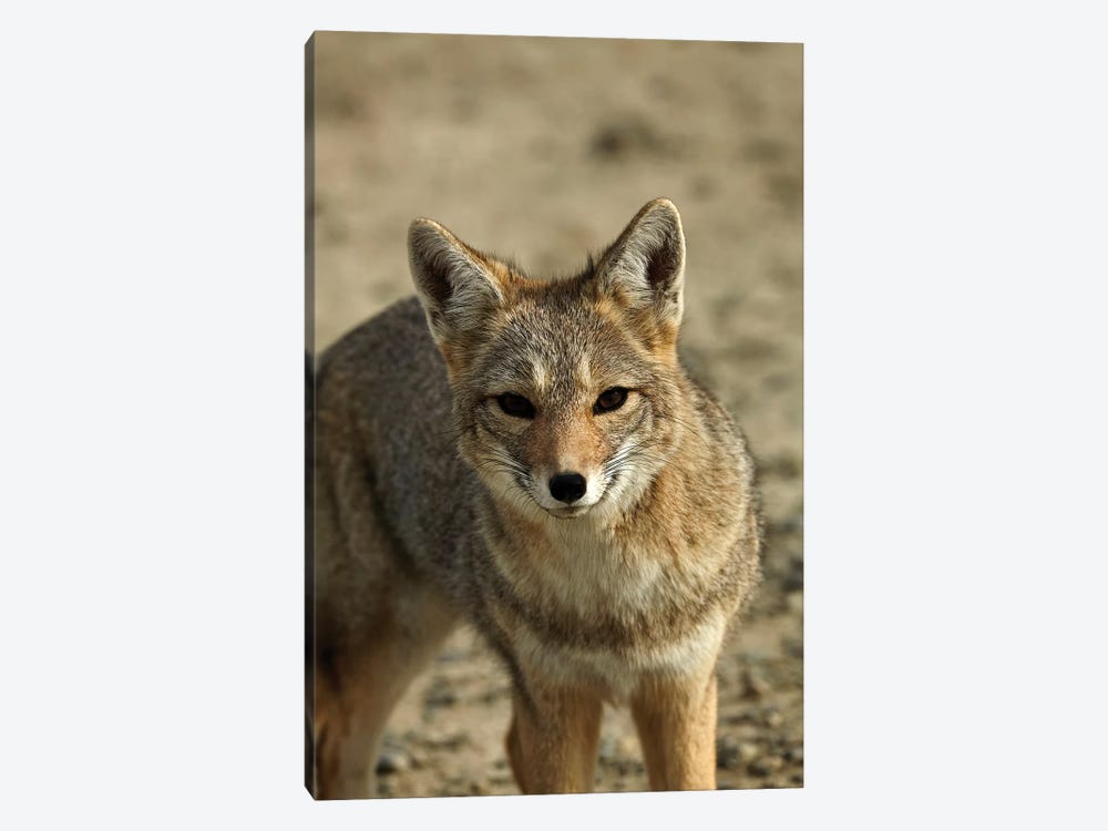 South American gray fox (Lycalopex griseus), Patagonia, Argentina by David Wall 1-piece Canvas Print