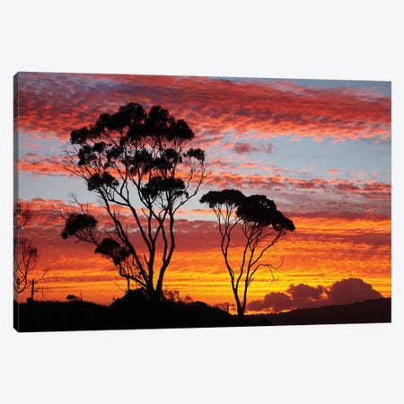 Gum Trees At Sunset, Tasmania, Australia Canvas Print #DWA2} by David Wall Canvas Art
