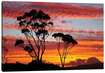Gum Trees At Sunset, Tasmania, Australia Canvas Art Print