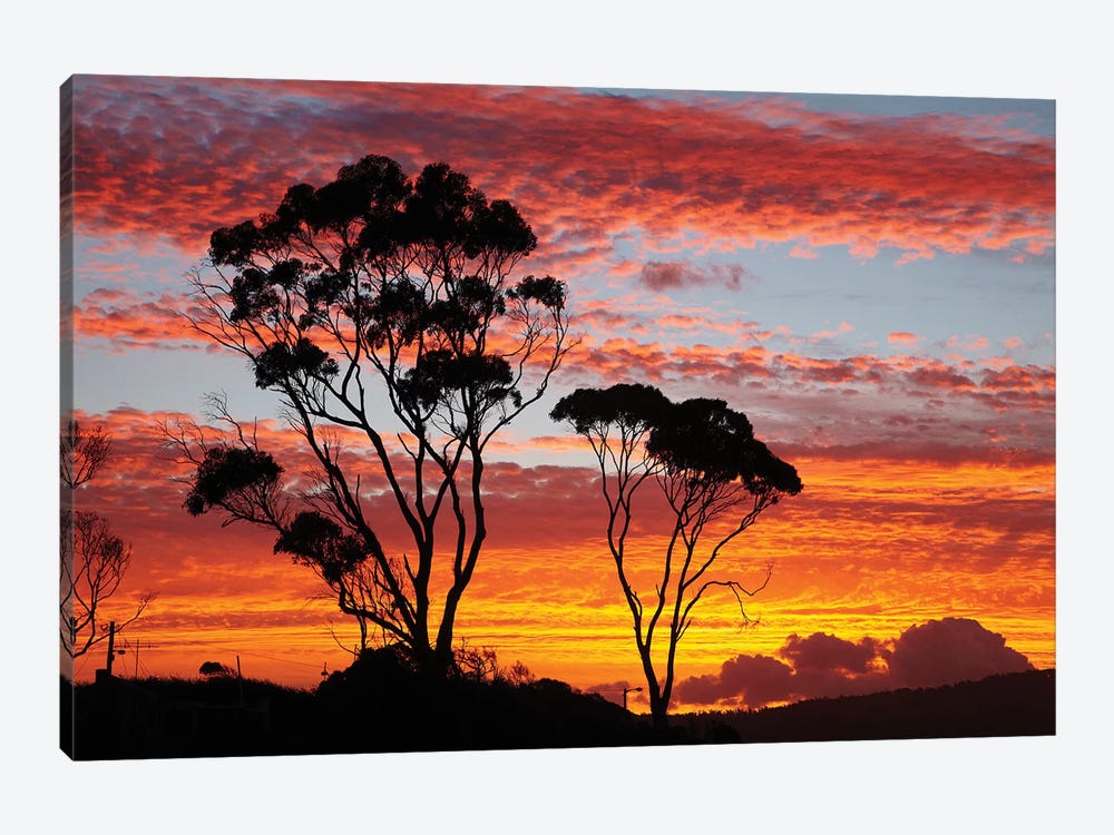 Gum Trees At Sunset, Tasmania, Australia by David Wall 1-piece Canvas Art