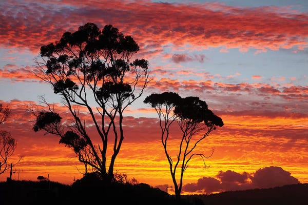 David Wall: Gum Trees At Sunset, Tasmania, Australia by David Wall