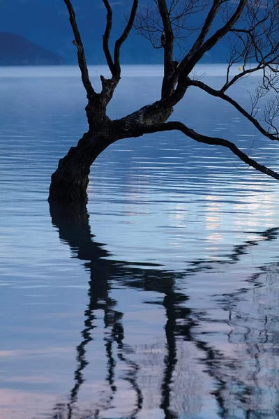 David Wall: That Wanaka Tree reflected in Lake Wanaka, Otago, South Island, New Zealand by David Wall