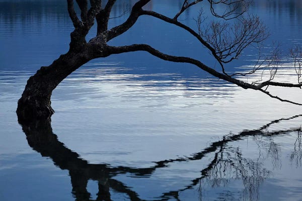 David Wall: That Wanaka Tree reflected in Lake Wanaka, Otago, South Island, New Zealand by David Wall