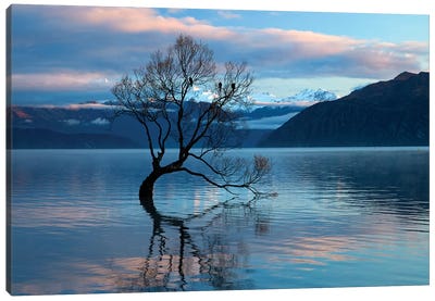 That Wanaka Tree reflected in Lake Wanaka, Otago, South Island, New Zealand Canvas Art Print - Zen Master