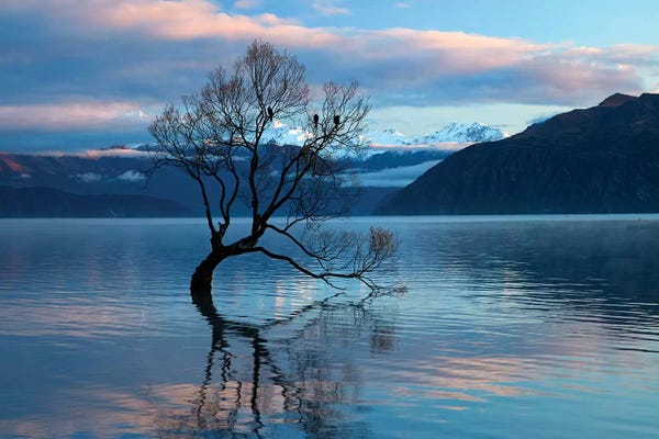 David Wall: That Wanaka Tree reflected in Lake Wanaka, Otago, South Island, New Zealand by David Wall