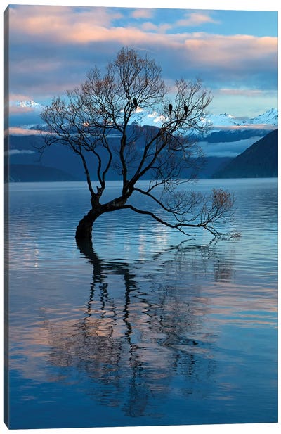 That Wanaka Tree reflected in Lake Wanaka, Otago, South Island, New Zealand Canvas Art Print - Danita Delimont Photography