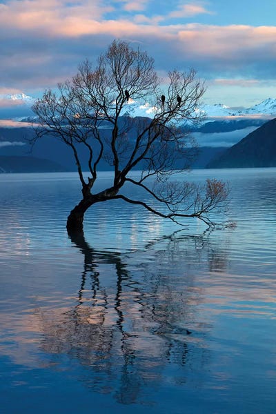 Inspirational Office: That Wanaka Tree reflected in Lake Wanaka, Otago, South Island, New Zealand by David Wall