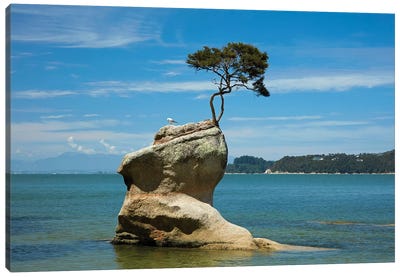 Tree on rock, Tinline Bay, Abel Tasman National Park, Nelson Region, South Island, New Zealand Canvas Art Print - Calm Art