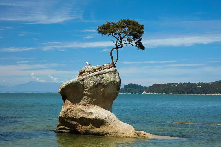 Tree on rock, Tinline Bay, Abel Tasman National Park, Nelson Region, South Island, New Zealand