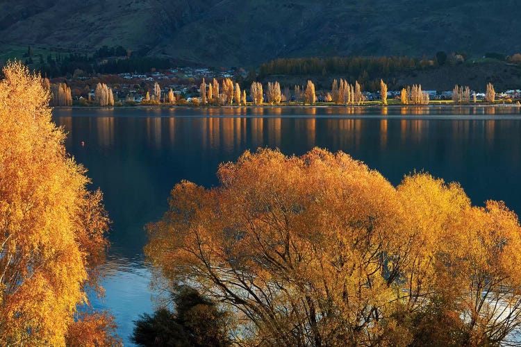 Willow and poplar trees in autumn, Lake Wanaka, Otago, South Island, New Zealand