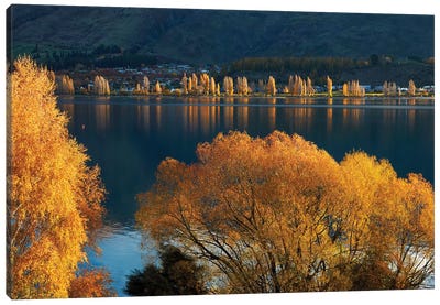 Willow and poplar trees in autumn, Lake Wanaka, Otago, South Island, New Zealand Canvas Art Print