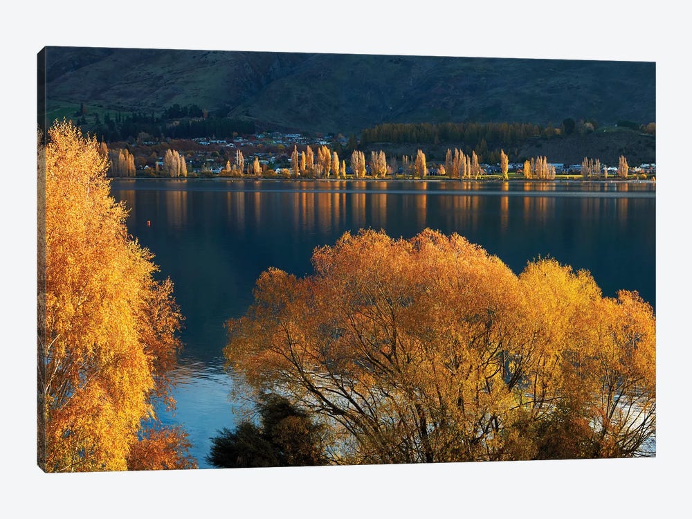Willow and poplar trees in autumn, Lake Wanaka, Otago, South Island, New Zealand by David Wall 1-piece Canvas Art Print
