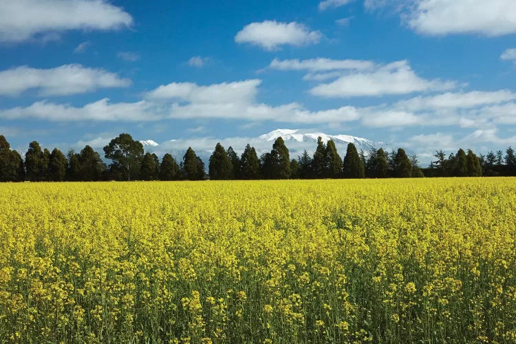 Yellow flowers of rapeseed field, near Methven and Mt. Hutt, Mid Canterbury, South Island