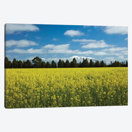 Yellow flowers of rapeseed field, near Methven and Mt. Hutt, Mid Canterbury, South Island Canvas Print #DWA37} by David Wall Canvas Art