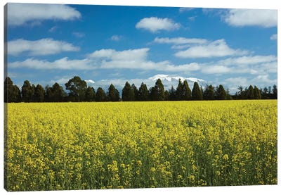 Yellow flowers of rapeseed field, near Methven and Mt. Hutt, Mid Canterbury, South Island Canvas Art Print