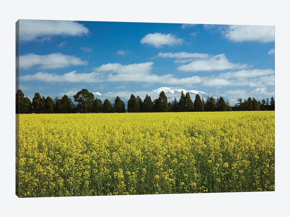 Yellow flowers of rapeseed field, near Methven and Mt. Hutt, Mid Canterbury, South Island by David Wall 1-piece Canvas Wall Art