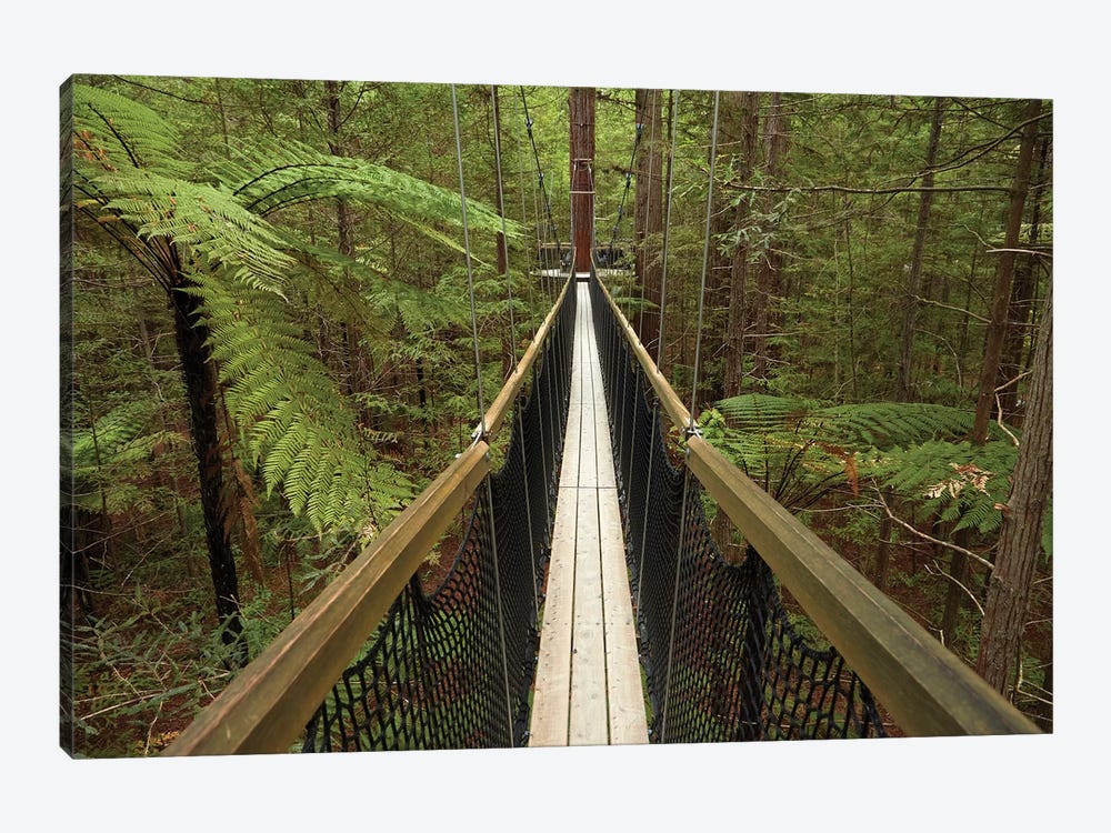 Redwoods Treewalk At The Redwoods (Whakarewarewa Forest), Rotorua, North Island, New Zealand by David Wall 1-piece Canvas Art Print