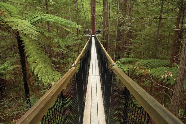 David Wall: Redwoods Treewalk At The Redwoods (Whakarewarewa Forest), Rotorua, North Island, New Zealand by David Wall