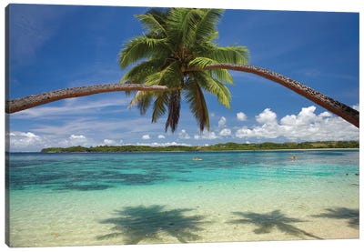 Hugging Palm Trees Over Cuvu Harbour, Coral Coast, Viti Levu, Fiji Canvas Art Print - Island Art