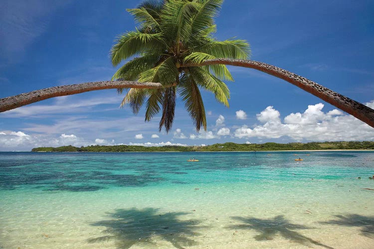 Hugging Palm Trees Over Cuvu Harbour, Coral Coast, Viti Levu, Fiji