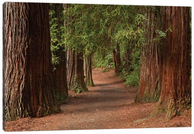 Walking Track Through The Redwoods (Whakarewarewa Forest), Rotorua, North Island, New Zealand Canvas Art Print