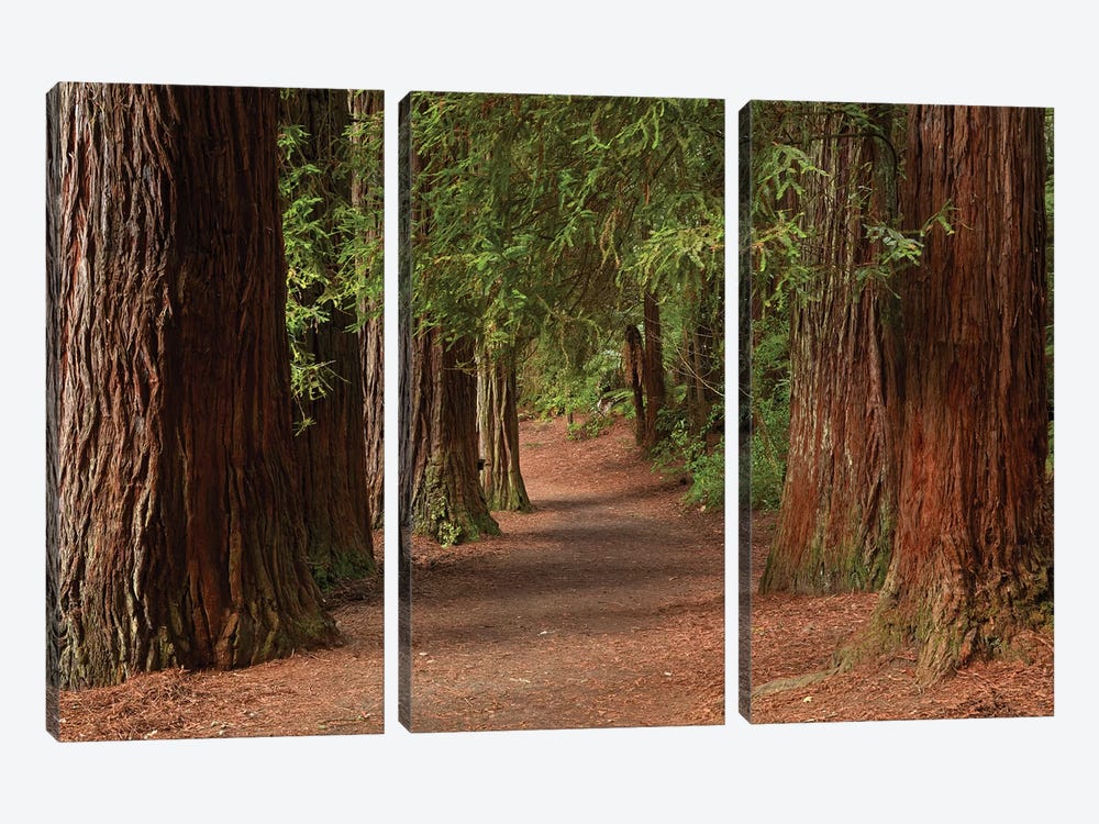 Walking Track Through The Redwoods (Whakarewarewa Forest), Rotorua, North Island, New Zealand by David Wall 3-piece Canvas Art Print