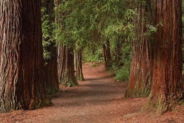New Zealand: Walking Track Through The Redwoods (Whakarewarewa Forest), Rotorua, North Island, New Zealand by David Wall
