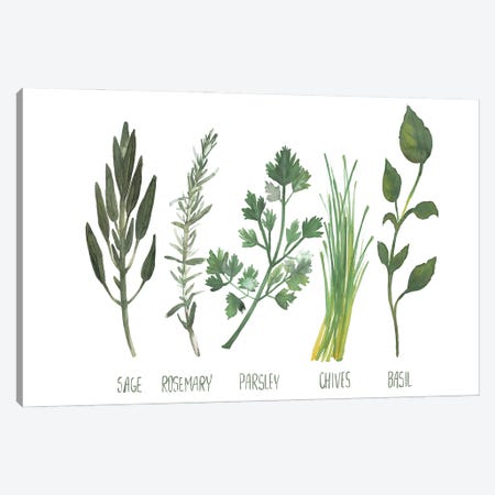 Watercolor Herbs Canvas Print #DWD46} by Dogwood Portfolio Canvas Wall Art
