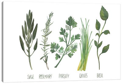Watercolor Herbs Canvas Art Print